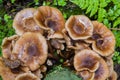 Inedible old large false honey mushrooms growing from tree Royalty Free Stock Photo