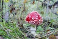 Inedible and poisonous mushroom mushroom