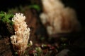 Inedible small mushrooms i Royalty Free Stock Photo