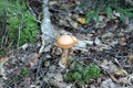 Inedible Spider mushroom grows in the autumn forest under a tree. Royalty Free Stock Photo