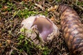 . Inedible uncultivated mushrooms. Royalty Free Stock Photo