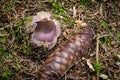 . Inedible uncultivated mushrooms. Royalty Free Stock Photo