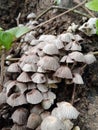 Inedible white mushroom in rainforest Royalty Free Stock Photo