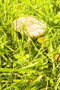 Inedible wild mushrooms born between blades of grass