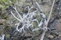 Inedible wild white Mycorrhizal fungi sprouting from the ground