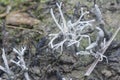 Inedible wild white Mycorrhizal fungi sprouting from the ground