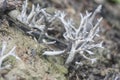 Inedible wild white Mycorrhizal fungi sprouting from the ground