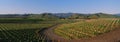 Ineyards in the Santa Ynez Valley