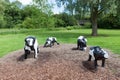 Infamous concrete cows in Milton Keynes