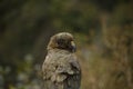 The infamous Kea of South Island New Zealand Royalty Free Stock Photo