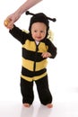 Infant baby bee Royalty Free Stock Photo
