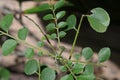 An infant brown colored caterpillar sits on a leaf stem located on a curry plant top Royalty Free Stock Photo