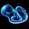 Infant, a child in a fetal position, an embryo, a hologram on a black background. The concept of pregnancy, artificial