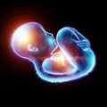 Infant, a child in a fetal position, an embryo, a hologram on a black background. The concept of pregnancy, artificial