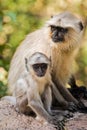 Infant Commom Langur Monkey Presbytis entellus, Rajastan India, Asia Royalty Free Stock Photo