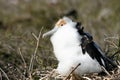 Infant Frigate Bird, Galapagos Royalty Free Stock Photo