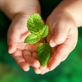 Infant hands holding green plant. Royalty Free Stock Photo