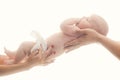 Infant held by hands of both parents on white background.