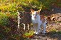 Infant kitties on the footpath