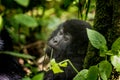 Mountain gorilla infant Royalty Free Stock Photo