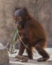 Infant Orangutan: Junior Experimenting with his Food Groups
