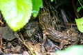 Infant Tuatara, the prehistoric native reptile from New Zealand