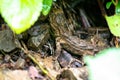 Infant Tuatara, the prehistoric native reptile from New Zealand