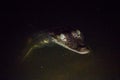 Wildlife: An Infant Swamp Crocodile is seen at night in the Northern Jungles of Guatemala