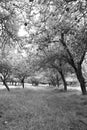 Infared view of an apple orchard and trees