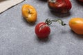 Infect fruits with phytophthora infestans on gray background. Top view of overripe rotten tomatoes.