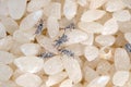 The infected beetles rice weevil. Weevil Insects eat rice grain