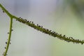 Infected branch of a grepevine tree attaced by aphids, close up.