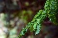 Leaves of plants infected by a fungus