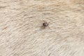 Infected female tick on dog fur. Copy spaces