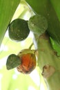 An infected fruit of Papaya by papaya mealybug - Carica papaya