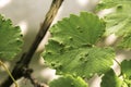 Infected grape leaves with eriophyes vitis