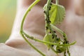 Infected leaf of a grepevine tree attaced by aphids in had of a