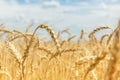 Infected ripe wheat ears on a farm field Royalty Free Stock Photo