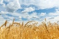Infected ripe wheat ears on a farm field Royalty Free Stock Photo