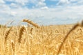 Infected ripe wheat ears on a farm field Royalty Free Stock Photo