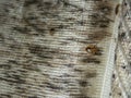 Infection with bed bugs, bugs are invisible on the mattress. Adults are able to reproduce quickly. Royalty Free Stock Photo