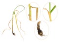 Infection of garlic by white rot, Sclerotium cepivorum