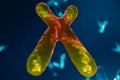 Infection of X-Chromosomes dna, virus or infection penetrates the body. Chromosomes with DNA carrying the genetic code