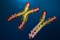 Infection of XY-Chromosomes DNA, virus or infection penetrates the body. Male chromosomes. Chromosomes with DNA carrying