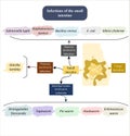 Infections of the small intestine