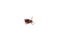 Infectious Dermacentor Dog Tick Arachnoid Parasite Insect Macro isolated on white background.