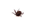 Infectious Dermacentor Dog Tick Arachnoid Parasite Insect Macro isolated on white background.