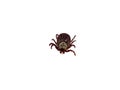 Infectious Dermacentor Dog Tick Arachnoid Parasite Insect Macro isolated on white background.