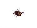 Infectious Dermacentor Dog Tick Arachnoid Parasite Insect Macro isolated on white background. Royalty Free Stock Photo
