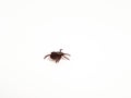 Infectious Dermacentor Dog Tick Arachnoid Parasite Insect Macro isolated on white background. Royalty Free Stock Photo